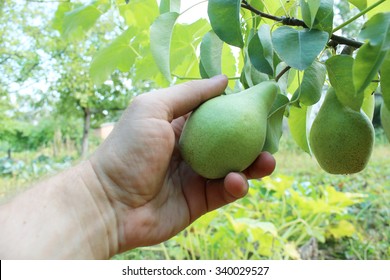 Hand Plucking The Fruit Of Pear From Branch