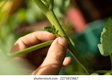 Hand plucking pruning tomato plant suckers. Careing for tomato plants