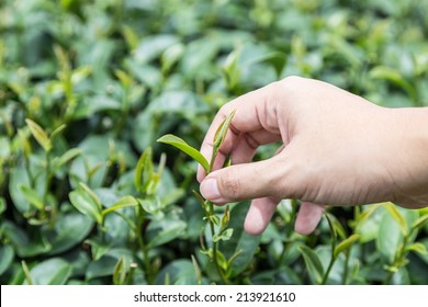 Hand Plucking Tea Leaf