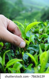 A Hand Plucking Tea Leaf