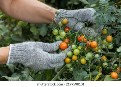 hand plucks cherry tomato from the bush. man plucks a ripe tomato. cherry tomato bush
