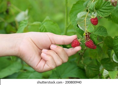 Hand Plucks Raspberries Growing On The Bush