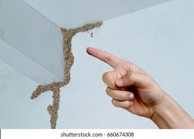 Hand pointing at a termite nest on wooden wall of a room / Termite problem in house concept                                       