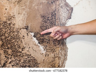 Hand pointing at a termite nest on wooden wall of a room / Termite problem in house concept