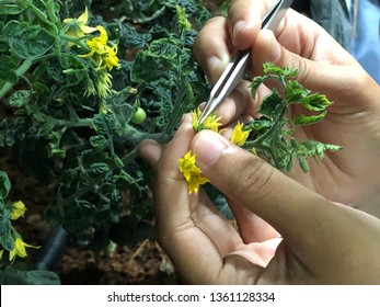 Hand Pollination Tomato