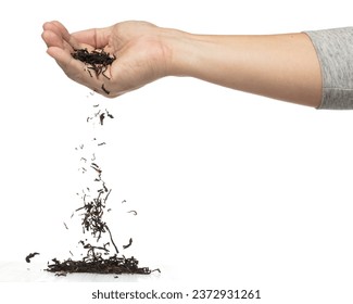 Hand pouring black tea leaf from palm. Woman pour green tea leave down to mix with black herbal dried tea leaf. White background Isolated throwing freeze motion