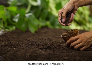 Hand Pouring Soil Into A Pot Preapre Grow Vegetable Or Flower