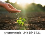 hand is pouring water on a small plant. Concept of nurturing and care for the plant, as the person is providing it with the essential resource it needs to grow