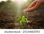 hand is pouring water on a small plant. Concept of nurturing and care for the plant, as the person is providing it with the essential resource it needs to grow