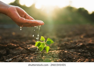 hand is pouring water on a small plant. Concept of nurturing and care for the plant, as the person is providing it with the essential resource it needs to grow - Powered by Shutterstock