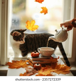 the hand pours tea in front of the window with autumn leaves the cat looks - Powered by Shutterstock