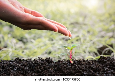 Hand protect new leaf on the ground, hand nurturing and watering young baby plants growing, helping, support, care concept.