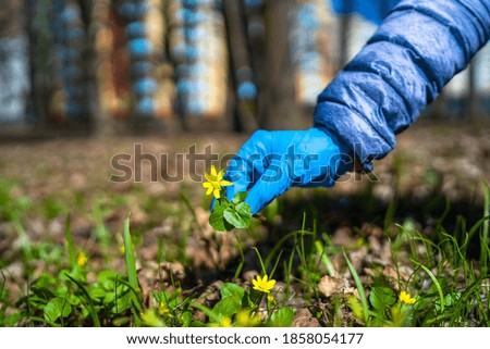 Hand in protective blue glove touching first spring flower in garden. Blurred background with high building. Quarantine time. Coronavirus epidemic. COVID-19 and coronavirus. Pandemic.