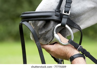 hand puts the bit inside of the horse's mouth