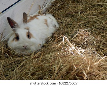 Hand Rabbit Beautiful Stock Photo 1082275505 | Shutterstock