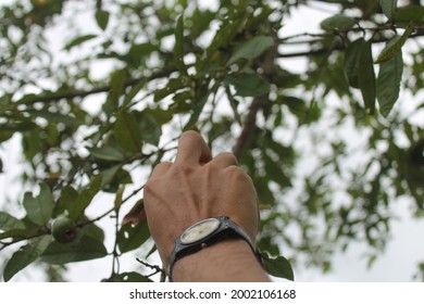 Hand reaching for a fruit with a lot of effort