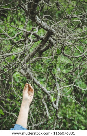 Similar – Image, Stock Photo cherry harvest Branch Tree