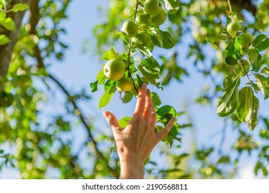 A Hand Reaching Our For An Apple On The Tree.