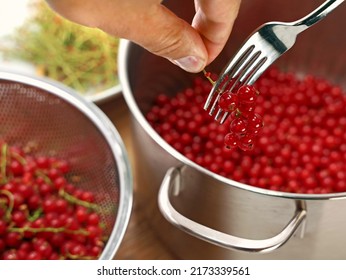 hand removes red ripe currants berries from the stalk with a fork, close up of preperation of home growed fruits for desserts or jams