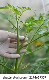 Hand Removing Sucker Or Lateral Bud On Tomato Plant.