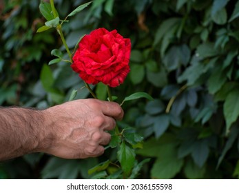 The Man’s Hand Rips Off The Red Rose In The Garden