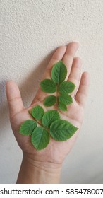 Hand with rose leafs