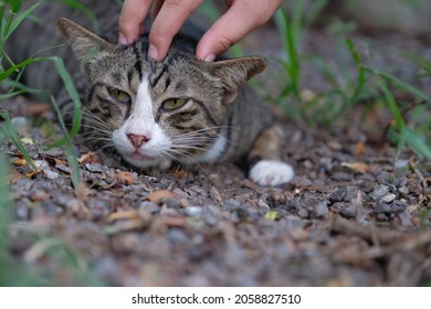 Hand Rub On Head Cat