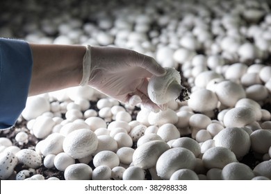 Hand In A Rubber Glove  Picking Up Fresh Harvest Of Champignons On A Mushroom Growing Plant. Food Production 