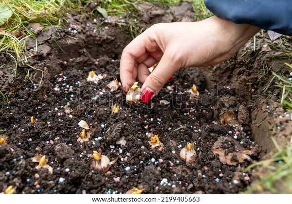 Hand Sadi Soilsoil Flower Bulbs Hand Stock Photo 2199405663 | Shutterstock