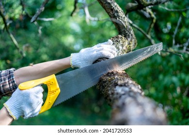 Hand saw in the hands of a woman in working gloves sawing a tree close-up, removing dry old trees in the garden