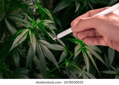 Hand of a scientist checking and analyzing growing green cannabis leaves for experiment and medicinal drug extracts. Hand holding a pen is checking marijuana leaves.