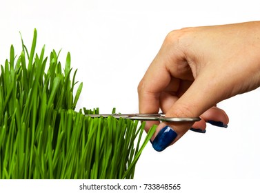 a hand with scissors cutting grass isolated on white background