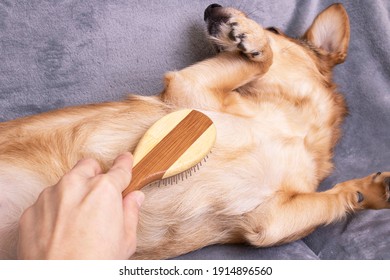 Hand Scratches The Belly Of A Dog Close Up