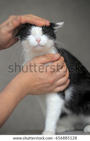 A hand scratching a black and white cat.