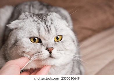 Hand scratching scottish fold cat under chin