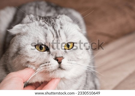 Hand scratching scottish fold cat under chin