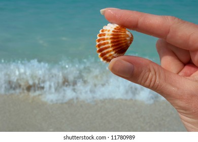 Hand and seashell on the beach