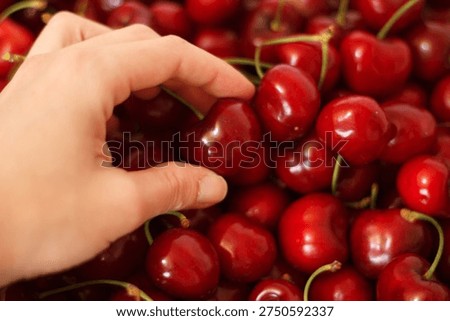 Hand selecting a single ripe cherry from fresh harvest