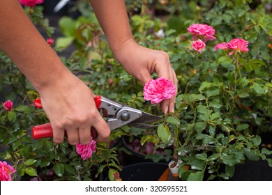 Hand Shears Prune Roses, Gardening