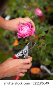 Hand Shears Prune Roses, Gardening