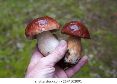 Hand showcasing two perfect specimens of boletus edulis, commonly known as porcini mushrooms, freshly foraged from a autumn mossy forest floor