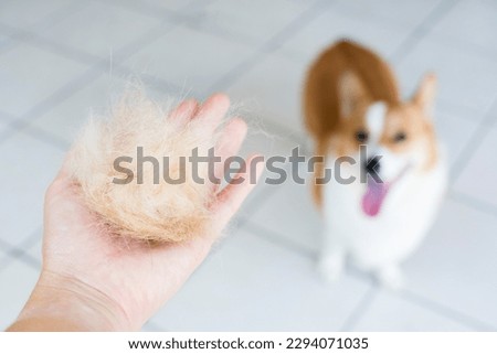 Hand showing animal hair shed due to seasonal hair shedding or health problems. Pembroke Welsh Corgi shedding molting.