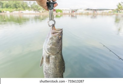 Hand Showing Barramundi, Silver Perch Fish Caught