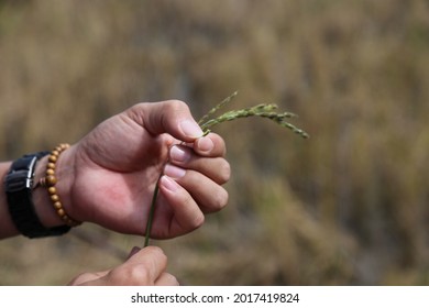 Hand Showing A Single Grain Of Rice