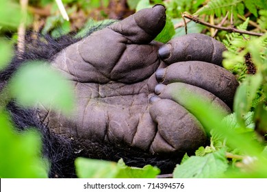 Hand Of A Silverback Mountain Gorilla