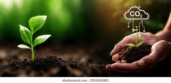 Hand of someone holding sapling growing from the soil with digital data info. The new life plane beginning in nature concept