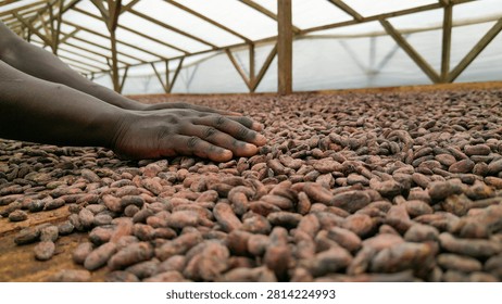 Hand sorting cocoa beans during the drying process at a Cocoa Plantation, São Tomé and Príncipe