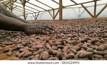 Hand sorting cocoa beans during the drying process at a Cocoa Plantation, São Tomé and Príncipe