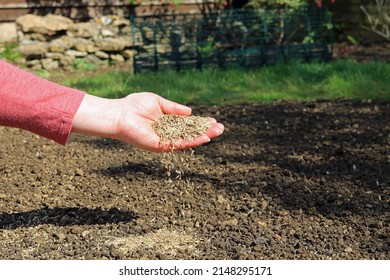 A Hand Sowing Grass Seeds On To A Garden Patch.