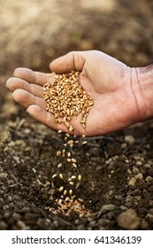 Hand Sowing Wheat Seeds